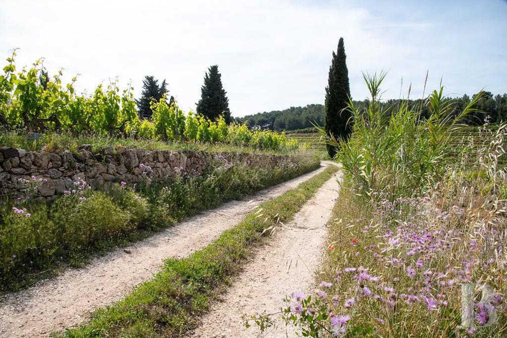vineyards for sale France provence cote dazur   - 21